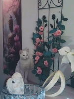 Adél masszázs Óbudán